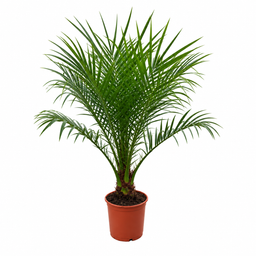 Phoenix Roebelenii op stam - 100cm (14127)