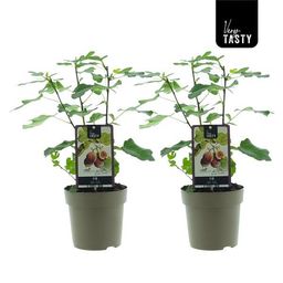 Meergroothandel Ficus Brown Turkey (15018) - 2 stuks - Ø15cm - ↕40cm (33281)
