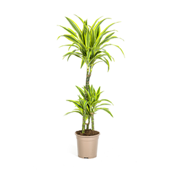 K&k pflanzen Dracaena Deremensis Lemon Lime Ø21cm - ↕100cm (4250308312657)