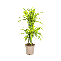 K&k pflanzen Dracaena Deremensis Lemon Lime Ø19cm - ↕80cm (4250308312640)