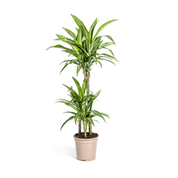 K&k pflanzen Dracaena Deremensis White Stripe Ø21cm - ↕100cm (4250308312732)