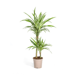 K&k pflanzen Dracaena Deremensis White Stripe Ø19cm - ↕80cm (4250308312725)
