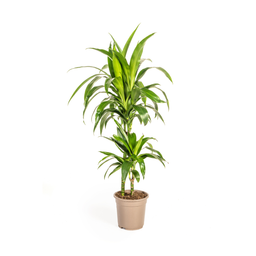 K&k pflanzen Dracaena Deremensis Lisa Ø19cm - ↕80cm (4250308312763)