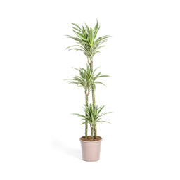 K&k pflanzen Dracaena Deremensis White Stripe Ø24cm - ↕140cm (4250308312749)
