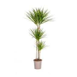 K&k pflanzen Dracaena Marginata Green Ø24cm - ↕140cm (4250308312862)
