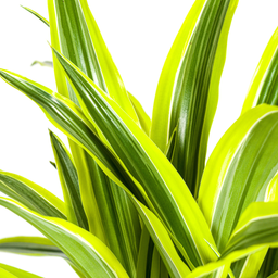 K&k pflanzen Dracaena Deremensis Lemon Lime Ø21cm - ↕100cm (4250308312657)