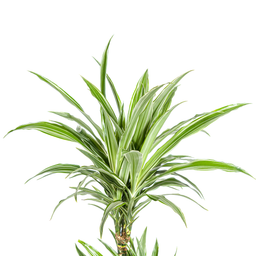 K&k pflanzen Dracaena Deremensis White Stripe Ø19cm - ↕80cm (4250308312725)
