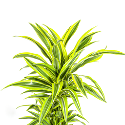 K&k pflanzen Dracaena Deremensis Lemon Lime Ø24cm - ↕140cm (4250308312664)