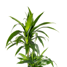 K&k pflanzen Dracaena Deremensis Lisa Ø24cm - ↕140cm (4250308312787)