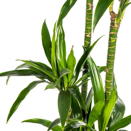 K&k pflanzen Dracaena Deremensis Lisa Ø24cm - ↕140cm (4250308312787)