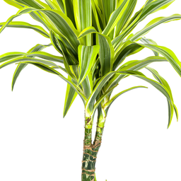 K&k pflanzen Dracaena Deremensis Lemon Lime Ø21cm - ↕100cm (4250308312657)