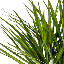 K&k pflanzen Dracaena Marginata Green Ø24cm - ↕140cm (4250308312862)