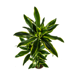 K&k pflanzen Dracaena Fragrans Golden Coast Ø24cm - ↕140cm (4250308314361)