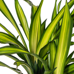 K&k pflanzen Dracaena Deremensis Rikki Ø21cm - ↕100cm (4250308314194)