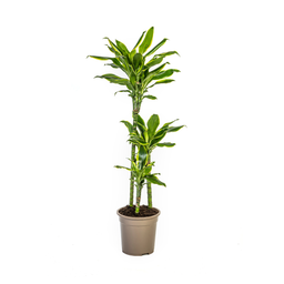 K&k pflanzen Dracaena Fragrans Golden Coast Ø21cm - ↕100cm (4250308314378)