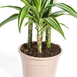 K&k pflanzen Dracaena Deremensis White Stripe Ø21cm - ↕100cm (4250308312732)