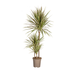 K&k pflanzen Dracaena Marginata Bicolor Ø21cm - ↕120cm (4250308314453)