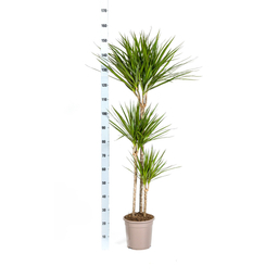 K&k pflanzen Dracaena Marginata Green Ø24cm - ↕140cm (4250308312862)