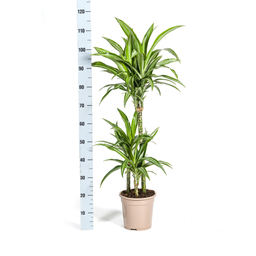 K&k pflanzen Dracaena Deremensis White Stripe Ø21cm - ↕100cm (4250308312732)