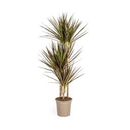 K&k pflanzen Dracaena Marginata Magenta Ø21cm - ↕120cm (4250308314644)