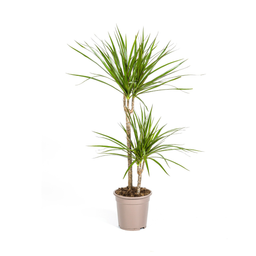 K&k pflanzen Dracaena Marginata Green Ø19cm - ↕80cm (4250308314507)