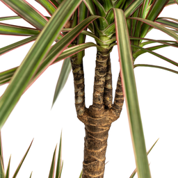 K&k pflanzen Dracaena Marginata Bicolor Ø21cm - ↕120cm (4250308314453)