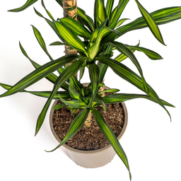 K&k pflanzen Dracaena Deremensis Rikki Ø21cm - ↕100cm (4250308314194)