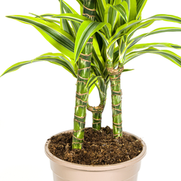 K&k pflanzen Dracaena Deremensis Lemon Lime Ø21cm - ↕100cm (4250308312657)