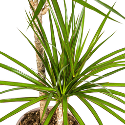 K&k pflanzen Dracaena Marginata Green Ø19cm - ↕80cm (4250308314507)