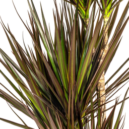 K&k pflanzen Dracaena Marginata Magenta Ø21cm - ↕120cm (4250308314644)