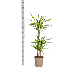 K&k pflanzen Dracaena Deremensis Rikki Ø21cm - ↕100cm (4250308314194)