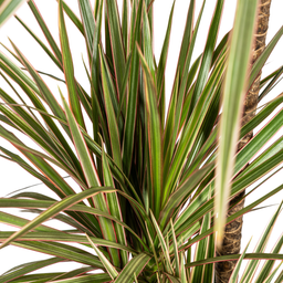 K&k pflanzen Dracaena Marginata Bicolor Ø21cm - ↕120cm (4250308314453)