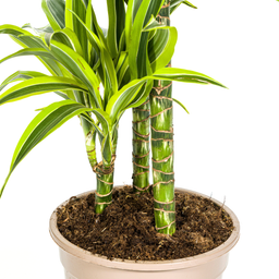 K&k pflanzen Dracaena Deremensis Lemon Lime Ø21cm - ↕100cm (4250308312657)