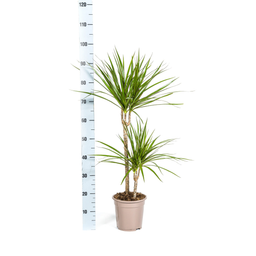 K&k pflanzen Dracaena Marginata Green Ø19cm - ↕80cm (4250308314507)