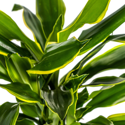 K&k pflanzen Dracaena Fragrans Golden Coast Ø21cm - ↕100cm (4250308314378)