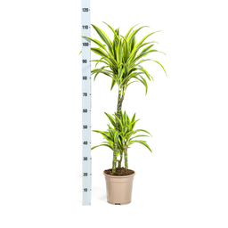 K&k pflanzen Dracaena Deremensis Lemon Lime Ø21cm - ↕100cm (4250308312657)