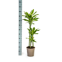 K&k pflanzen Dracaena Fragrans Golden Coast Ø21cm - ↕100cm (4250308314378)