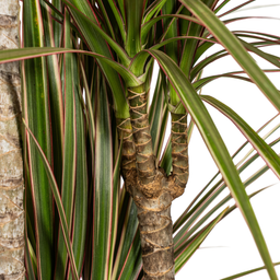 K&k pflanzen Dracaena Marginata Bicolor Ø21cm - ↕120cm (4250308314453)