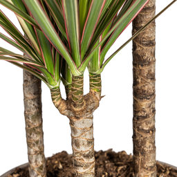 K&k pflanzen Dracaena Marginata Bicolor Ø21cm - ↕120cm (4250308314453)