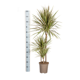 K&k pflanzen Dracaena Marginata Bicolor Ø21cm - ↕120cm (4250308314453)