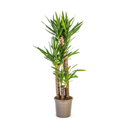 K&k pflanzen Yucca Elephantipes Ø24cm - ↕130cm (4250308315603)