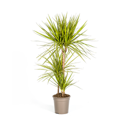 K&k pflanzen Dracaena Marginata Sunray Ø21cm - ↕100-110cm (4250308314774)