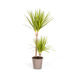 K&k pflanzen Dracaena Marginata Sunray Ø19cm - ↕80-100cm (4250308314736)