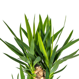 K&k pflanzen Yucca Elephantipes Ø24cm - ↕130cm (4250308315603)