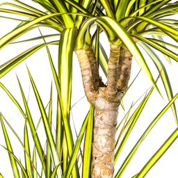 K&k pflanzen Dracaena Marginata Sunray Ø21cm - ↕100-110cm (4250308314774)