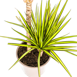 K&k pflanzen Dracaena Marginata Sunray Ø19cm - ↕80-100cm (4250308314736)