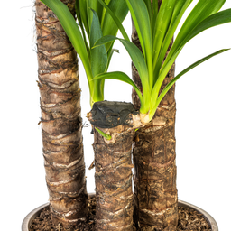 K&k pflanzen Yucca Elephantipes Ø24cm - ↕130cm (4250308315603)