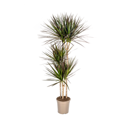 K&k pflanzen Dracaena Marginata Magenta Ø24cm - ↕140cm (4250308314651)