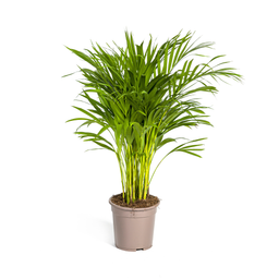 K&k pflanzen Dypsis Areca Lutescens Ø19cm - ↕90cm (4250308315009)