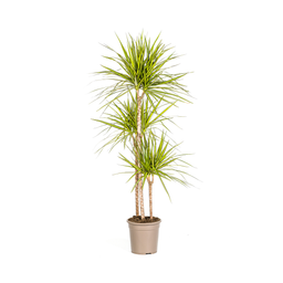 K&k pflanzen Dracaena Marginata Sunray Ø24cm - ↕140cm (4250308314781)